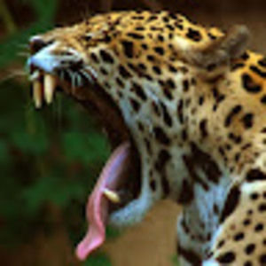 Meet your Posher, Spencer